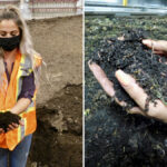 Worm poop is a prized soil amendment, and Annelida sells it and blends it with other organic compounds. The worms’ diet includes food waste and other products, including cardboard.