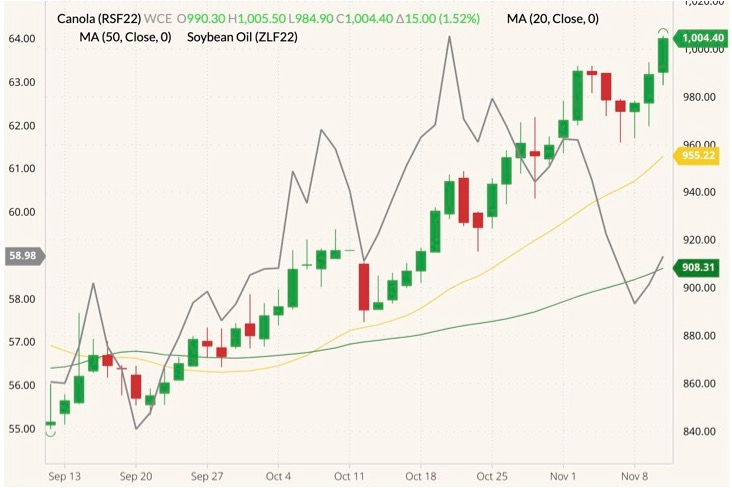 ICE January 2022 canola (candlesticks) with 20- and 50-day moving averages (yellow and green lines) and CBOT January 2022 soyoil (grey line, left column). (Barchart)
