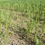 Farmers whose drought-stricken crops faced yield shortfalls can claim any contract losses as eligible AgriStability expenses.