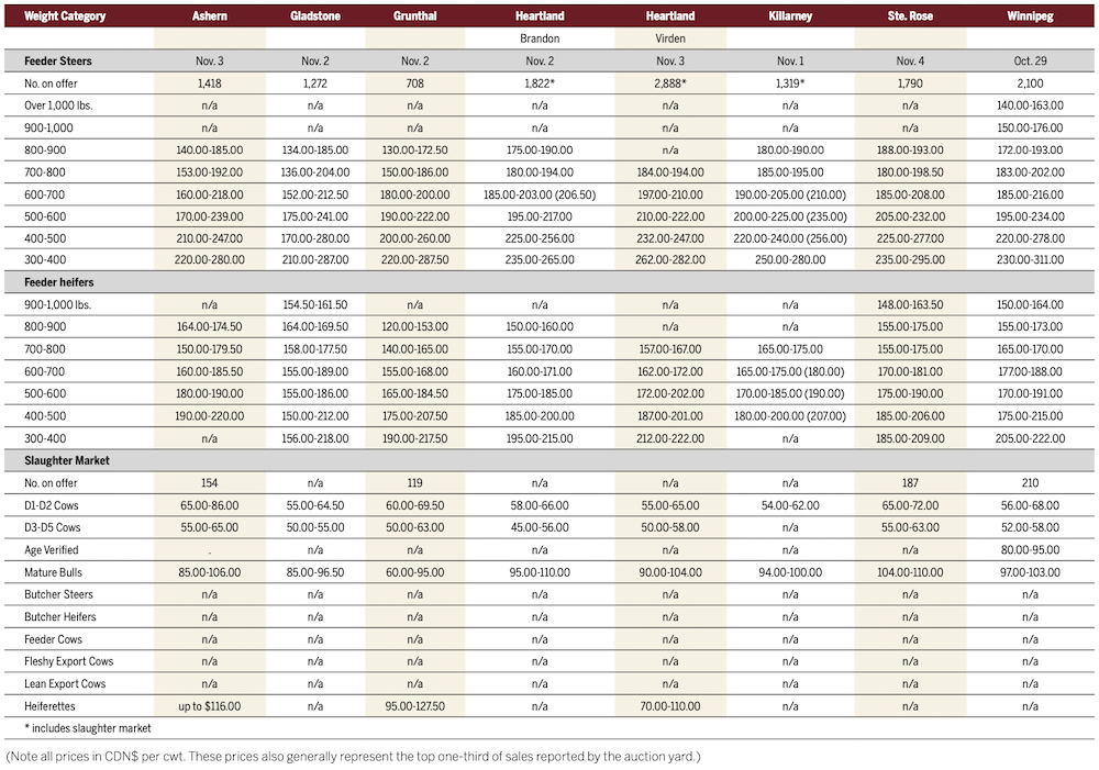 Cattle prices steady to firmer