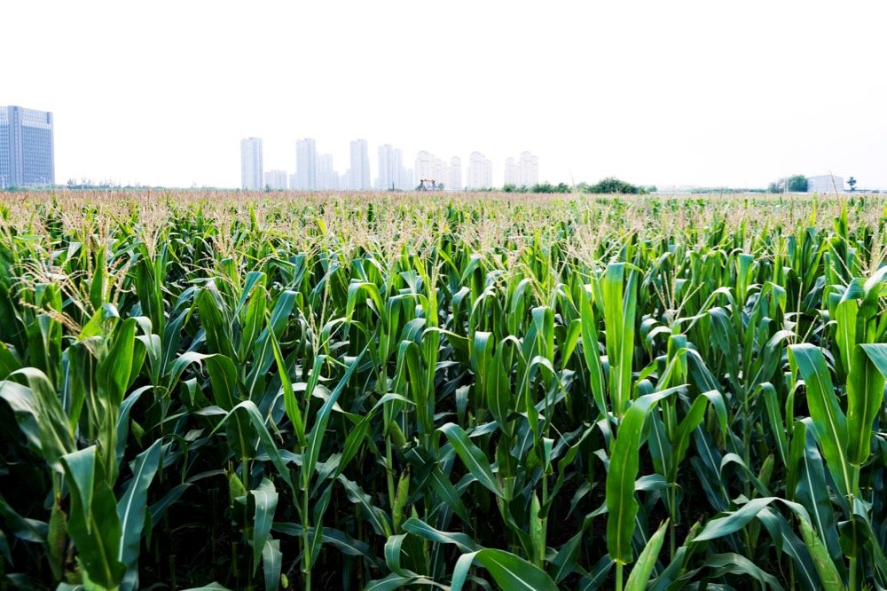 File photo of a Chinese cornfield. (Baona/iStock/Getty Images)

