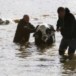 Farmers and community members help to rescue stranded cattle from a farm at Abbotsford, B.C. on Nov. 16, 2021, after rainstorms caused flooding and landslides in the area. (Photo: Reuters/Jesse Winter)
