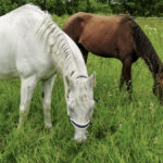 A grazing horse is receiving benefits well beyond just nutrition.