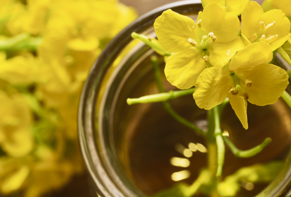 According to industry sources, markets for canola oil and meal are still profitable despite what publicly reported canola margins suggest.
