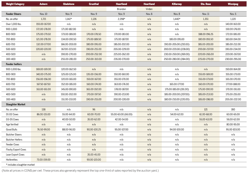 Fall cattle run numbers remain high
