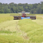 Record yields, prices for Australian canola