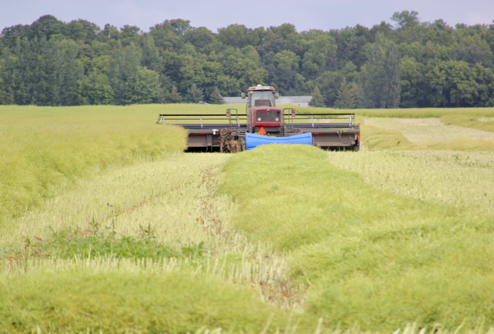 Record yields, prices for Australian canola