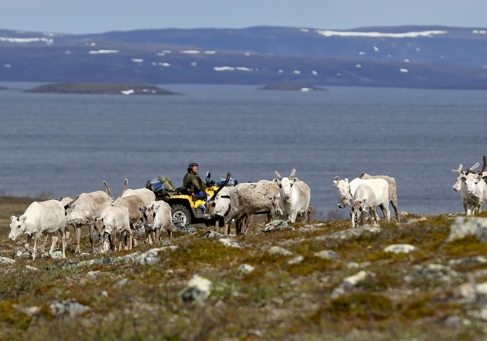 Sami reindeer herder Nils Mathis Sara, 60, drives his ATV as he follows a herd of reindeer on the Finnmark Plateau, Norway, June 16, 2018.