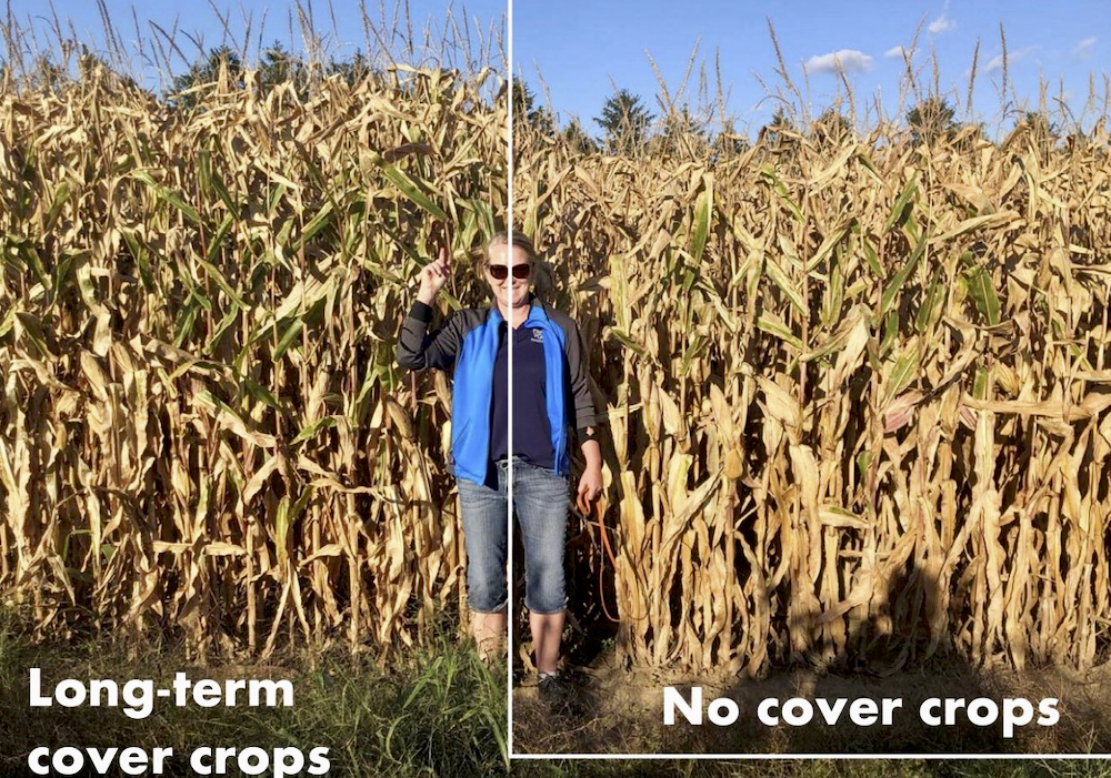 Laura Van Eerd shows the difference between corn grown on cover-cropped soil versus non-cover-cropped soil in this composite photo.
