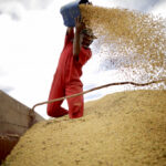 A worker inspects soybeans during the soy harvest near the town of Campos Lindos, Brazil, February 18, 2018.