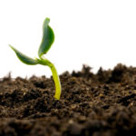 The concept of soil as a living organism is an idea we’re only just beginning to understand, says Maria DeRosa, a professor at Carleton University.