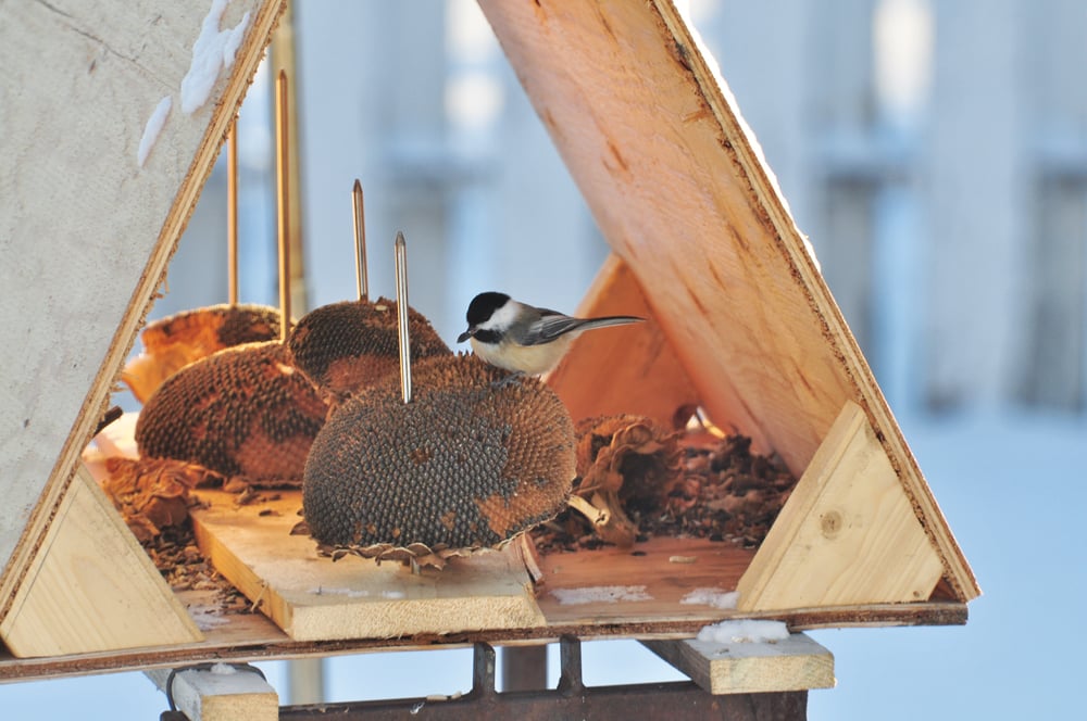 A simple bird-feeding shelter.