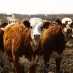 Manitoba Beef Producers wants the province to expand the list of eligible costs and encourage uptake among cattle producers.