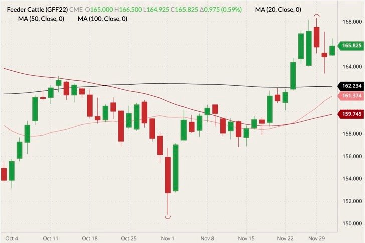 CME January 2022 feeder cattle (candlesticks) with 20-, 50- and 100-day moving averages (pink, dark red and black lines). (Barchart)
