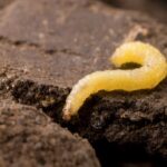 Western corn rootworm larvae undermine the roots of corn plants, but rotation disrupts their life cycle.