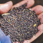 Canola and corn will see steep increases in the inspection fees for seed crops, but the CSGA says that reflects higher relative costs for inspecting those crops.