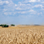 “In Western Australia this year, nearly half of the crop is standard white wheat.” – Ole Houle, IKON Commodities.