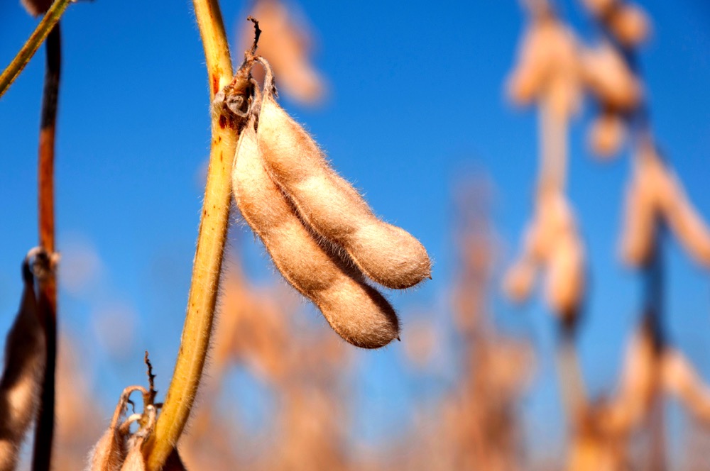 China’s Oct. soy imports from U.S. slump due to weak demand
