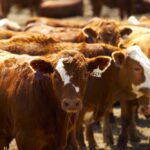 Calf prices took a hit going into the fall run, dropping to some of the lowest levels seen over the past decade, says the manager and senior analyst at Canfax.