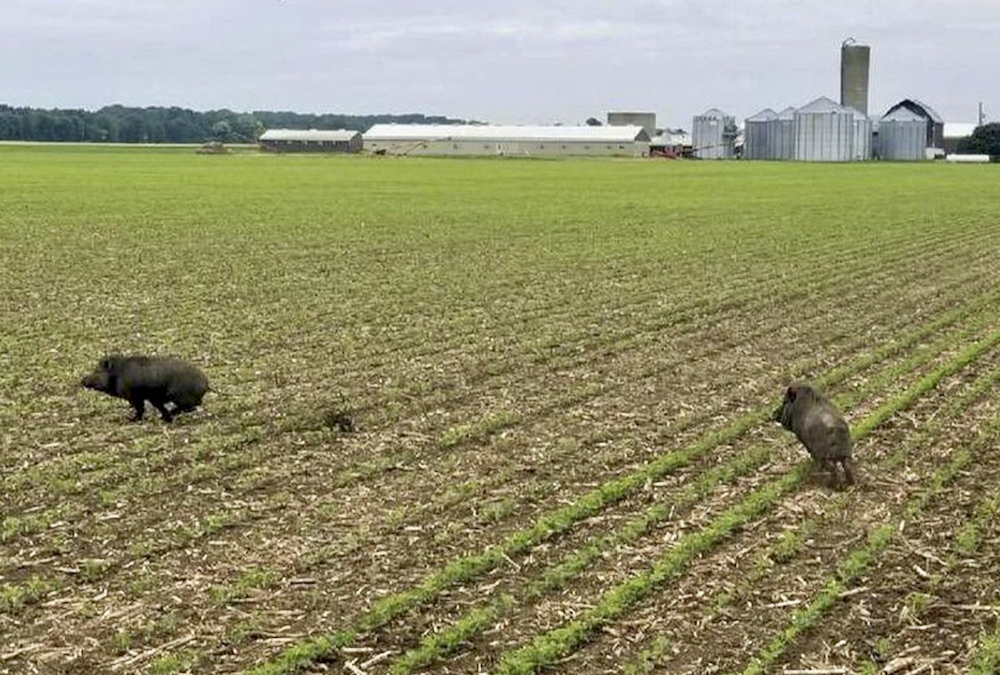 Researcher Ryan Brook says the potential for interaction between wild and tame pigs exists.