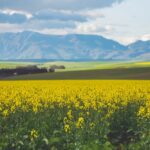 Cropland in the Overberg region of South Africa’s Western Cape province. (Nini/E+/Getty Images)