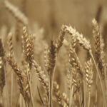 The weather event could boost Australia’s wheat yields.