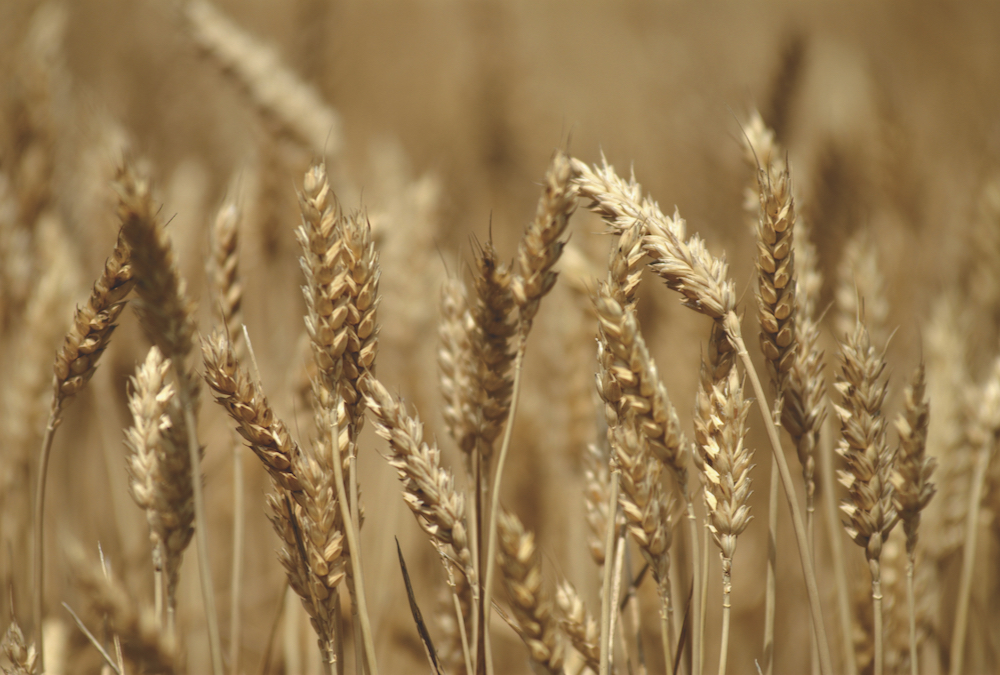 The weather event could boost Australia’s wheat yields.