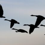 Southbound Canada geese take off from a field near the Oak Hammock Marsh wildlife management area on Oct. 8, 2004.