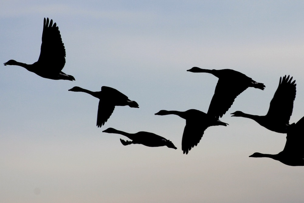 Southbound Canada geese take off from a field near the Oak Hammock Marsh wildlife management area on Oct. 8, 2004.