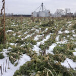 Ontario producer Blake Vince says cover crops are a nice addition, but running them through cattle would be even better.