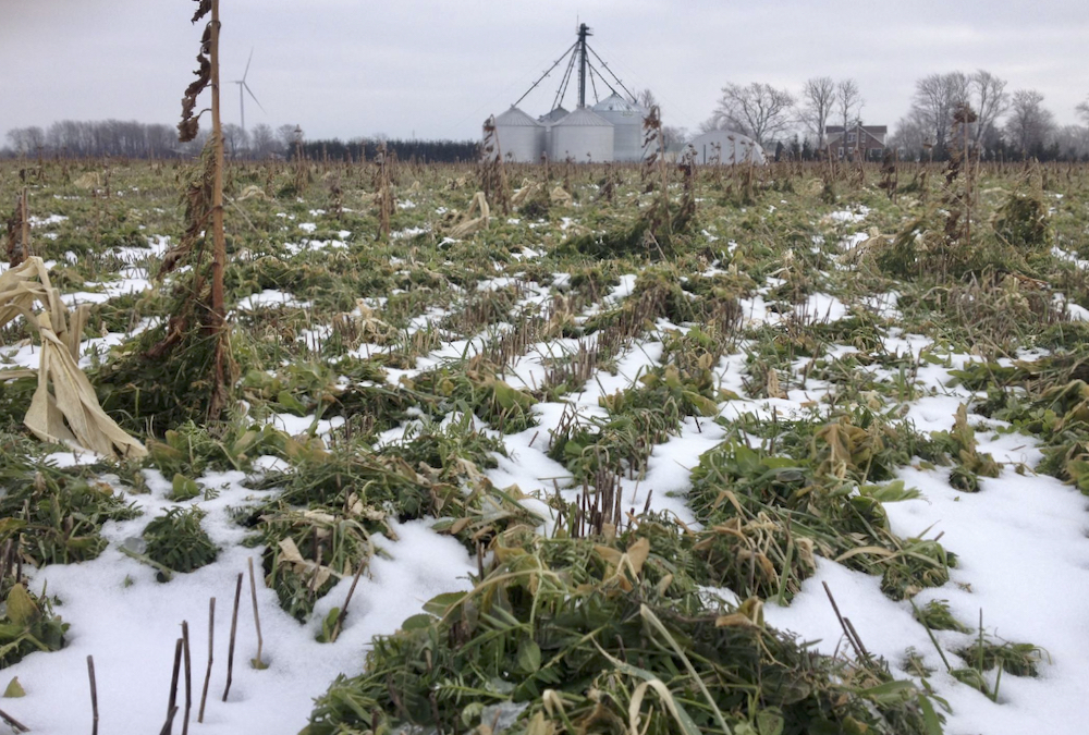 Ontario producer Blake Vince says cover crops are a nice addition, but running them through cattle would be even better.