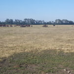 Cattle search for grazing on one of the Interlake’s sparse pastures in July.