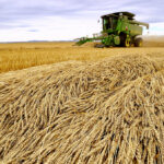 Tara Giles operates a combine as she harvests wheat on a 160-acre field located south of High River, Alberta, September 28, 2013.