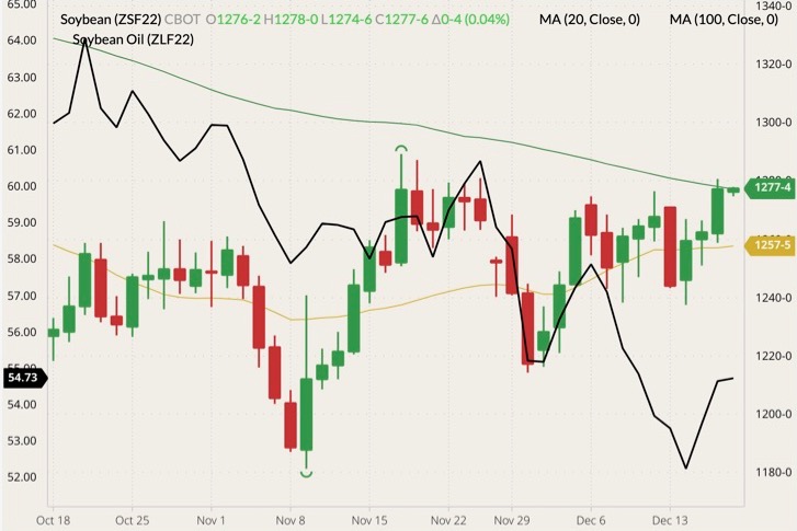 CBOT January 2022 soybeans (candlesticks) with 20- and 100-day moving averages (yellow and green lines) and CBOT January 2022 soyoil (black line, left column). (Barchart)
