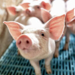 “We recognized dust is probably a significant form or method of spread of this virus.” – Tony Nikkel.