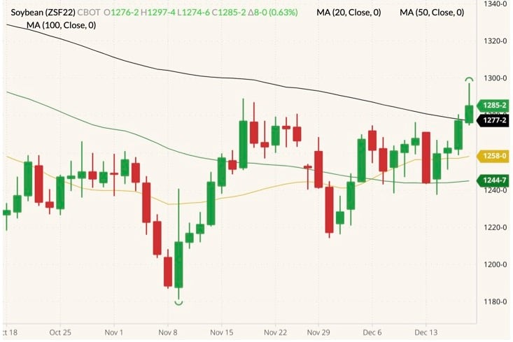 CBOT January 2022 soybeans (candlesticks) with 20-, 50- and 100-day moving averages (yellow, dark green and black lines). (Barchart)
