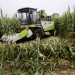 Corn growers in China are already illegally growing GMO corn, suggesting a robust market awaits seed companies.