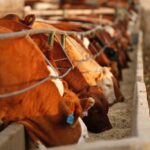 (Photo courtesy Canada Beef Inc.)
