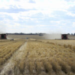 Two combines harvest wheat near Moree, Australia, October 27, 2020.
