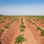 File photo of a Prince Edward Island potato field. (Onepony/iStock/Getty Images)
