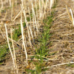 Winter wheat has struggled in some areas of the U.S. breadbasket.