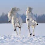 Muscular activity can keep horses warm in the winter.