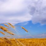 Ukraine 2021 grain harvest nearly complete at 84.17 million tonnes