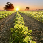 Ag-tech start-up Easton Robotics founder believes the use of small robots in conjunction with existing equipment is more realistic than larger, autonomous vehicles.