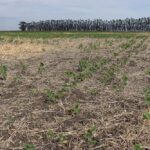 File photo of a soybean field in Argentina. (Federico Weyland/iStock/Getty Images)
