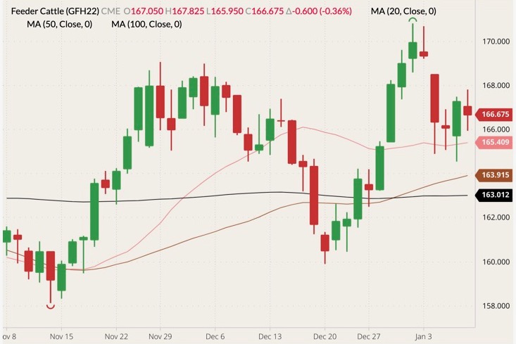 CME March 2022 feeder cattle (candlesticks) with 20-, 50- and 100-day moving averages (pink, brown and black lines). (Barchart)
