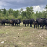 Cattle producers were particularly hard hit by the drought of 2021.