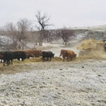 Cattle producers are finding the effects of drought are lingering into the winter, in the form of high-nitrate feed.