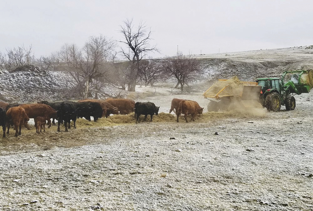 Cattle producers are finding the effects of drought are lingering into the winter, in the form of high-nitrate feed.