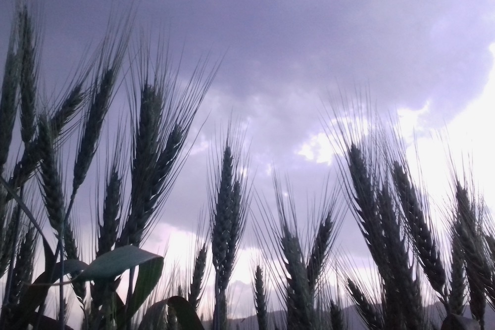File photo of wheat plants in Afghanistan. (PK Ahmad/iStock/Getty Images)
